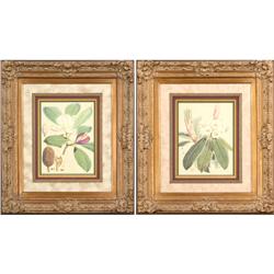 PR ANTIQUE FRAMED BOTANICAL PRINTS T. HODGSONI