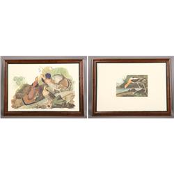 TWO J. J. AUDOBON COLORED BIRDS OF AMERICA PRINTS