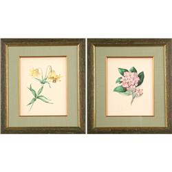 TWO ANTIQUE BOTANICAL PRINTS