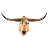 Image 1 : Longhorn Taxidermy Mount