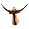Image 4 : Longhorn Taxidermy Mount