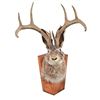 Image 1 : Jackalope Head Mount