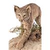 Image 2 : Bobcat Taxidermy Mount