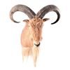 Image 1 : Aoudad Ram Taxidermy Mount