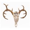 Image 2 : White Tail Skull