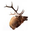 Image 1 : Large Taxidermy Elk Shoulder Mount
