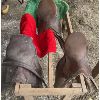 Image 2 : LOT OF 3 - ENGLISH SADDLES W/ PADS 