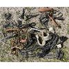 Image 1 : JOB LOT - MISC HORSE TAC