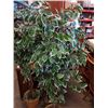 Image 2 : 2 6FT ARTIFICIAL POTTED TREES