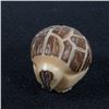 Image 1 : Zuni Carved Tagua Nut Armadillo Fetish