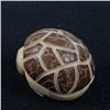 Image 9 : Zuni Carved Tagua Nut Armadillo Fetish