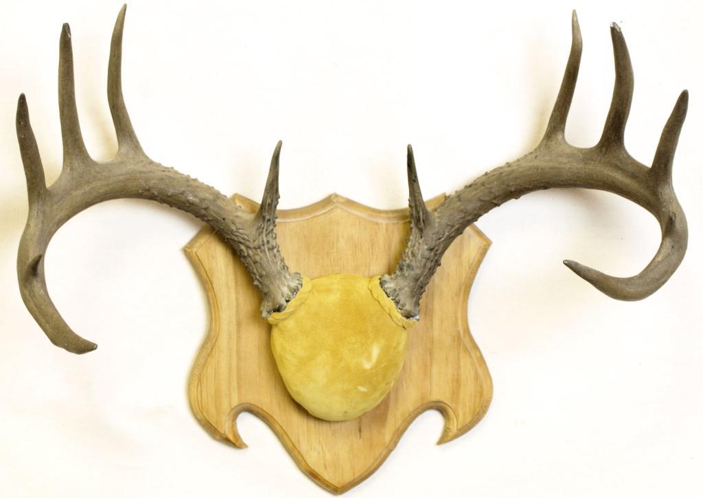 12 Point Deer Rack 12 point deer mount antlers