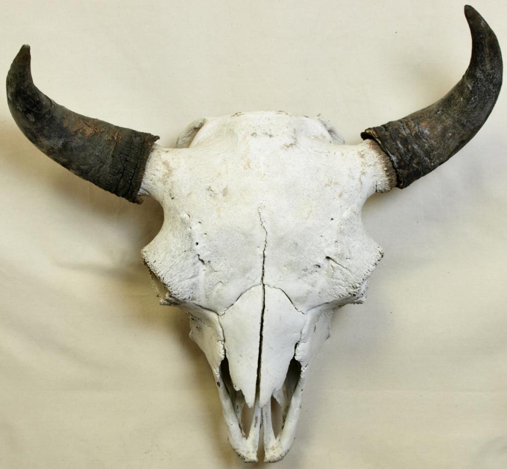 Early large American Bison buffalo skull.