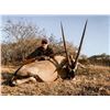 Image 8 : AFRICAN WILD SAFARIS: 8-Day Guided South Africa Plains Game Hunt for Four Hunters