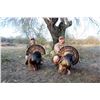Image 3 : DEA RANCH: Spring 2023 Rio Grande Turkey and Hog Hunt in South Texas for One Hunter