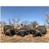 Image 4 : VEXFORD SAFARIS: 7-Day Cape Buffalo Hunt for 1-Hunter on Private Concession in the Matetsi safari ar