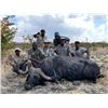 Image 5 : VEXFORD SAFARIS: 7-Day Cape Buffalo Hunt for 1-Hunter on Private Concession in the Matetsi safari ar