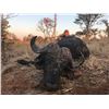 Image 6 : VEXFORD SAFARIS: 7-Day Cape Buffalo Hunt for 1-Hunter on Private Concession in the Matetsi safari ar