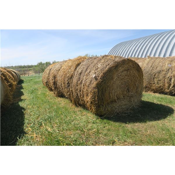 (Sell Price is 5 x Bid Amount) 5 12.5-13.5lbs Green Feed Oat Round Bales - 5.5ft. Dia. Hard Core