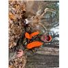 Image 15 : Missouri Whitetail Hunt