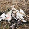 Image 3 : North Dakota Duck & Goose Hunt