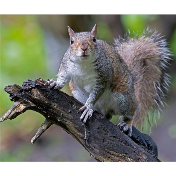 Fully guided Missouri Squirrel Hunt/Epicurean Experience