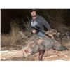 Image 8 : Texas Hog Hunt