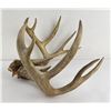 Image 3 : Exceptional Large Montana Whitetail Deer Horns