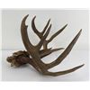 Image 2 : Exceptional Large Montana Whitetail Deer Horns