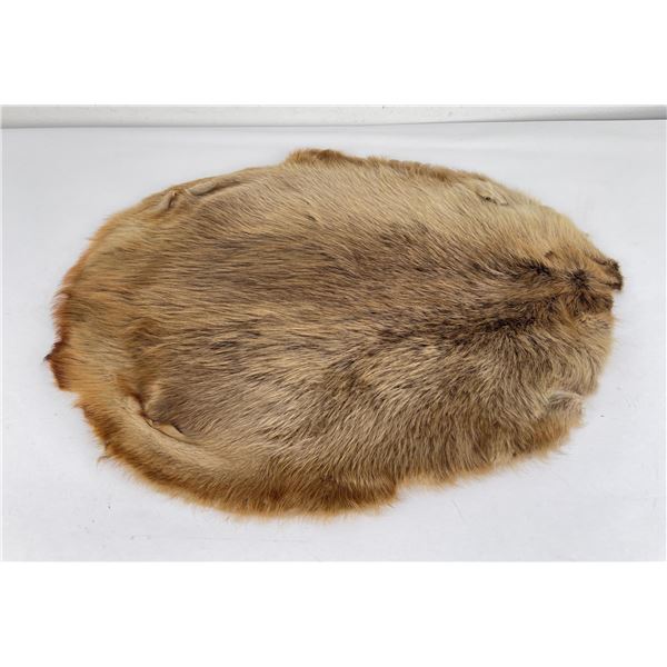Montana Taxidermy Beaver Fur Pelt