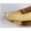 Image 7 : Antique Eskimo Inuit Scrimshaw Whale Tooth