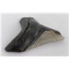 Image 2 : South Carolina Megalodon Shark Tooth Fossil