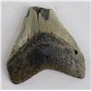 Image 1 : South Carolina Megalodon Shark Tooth Fossil