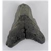 Image 1 : South Carolina Megalodon Shark Tooth Fossil