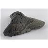 Image 2 : South Carolina Megalodon Shark Tooth Fossil