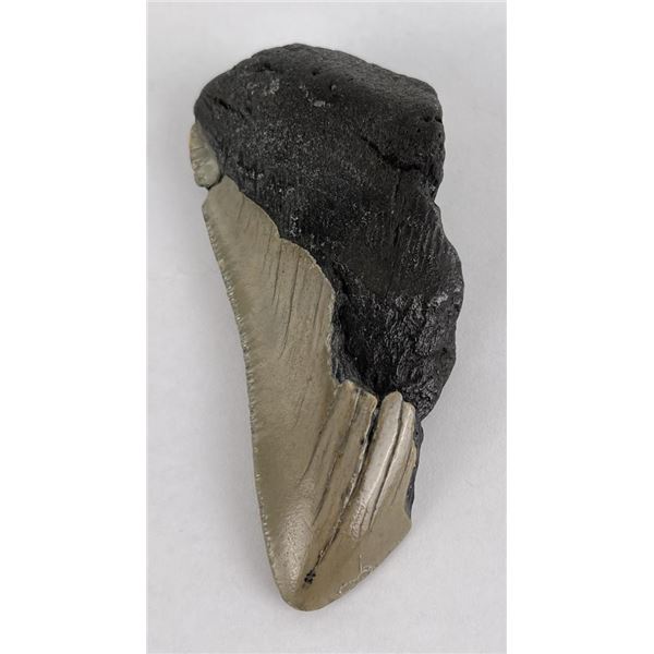 South Carolina Megalodon Shark Tooth Fossil