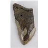 Image 1 : South Carolina Megalodon Shark Tooth Fossil