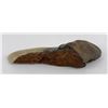 Image 2 : South Carolina Megalodon Shark Tooth Fossil