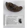 Image 1 : South Carolina Whale Ear Bone Fossil