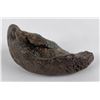 Image 2 : South Carolina Whale Ear Bone Fossil