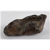 Image 3 : South Carolina Whale Ear Bone Fossil