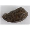 Image 4 : South Carolina Whale Ear Bone Fossil