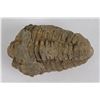 Image 1 : Moroccan Fossil Trilobite