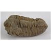 Image 2 : Moroccan Fossil Trilobite
