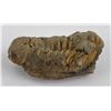 Image 3 : Moroccan Fossil Trilobite