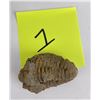 Image 6 : Moroccan Fossil Trilobite