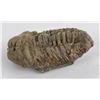 Image 1 : Moroccan Fossil Trilobite