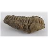 Image 2 : Moroccan Fossil Trilobite