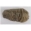 Image 3 : Moroccan Fossil Trilobite
