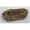 Image 1 : Moroccan Fossil Trilobite